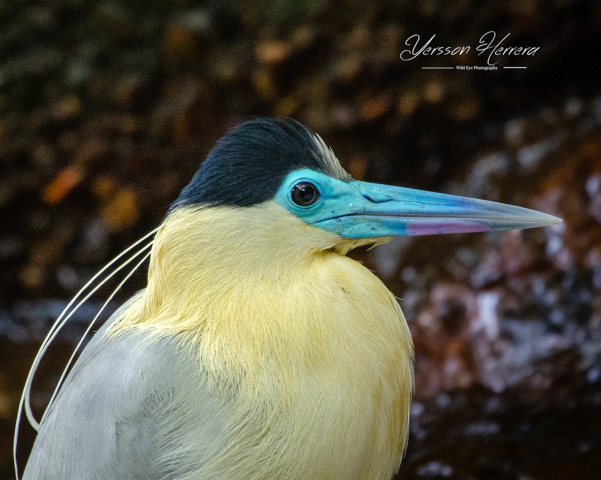 Capped Heron - ML643603849