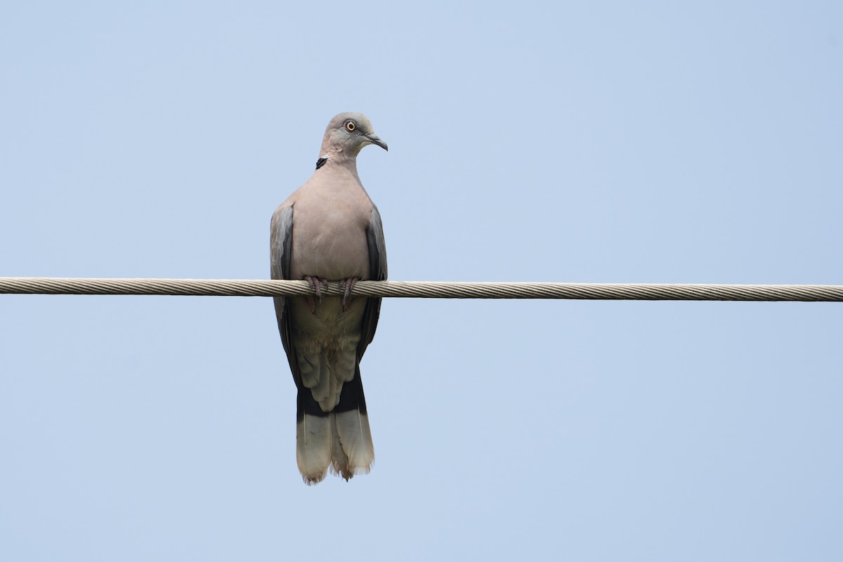 klagedue - ML643603903