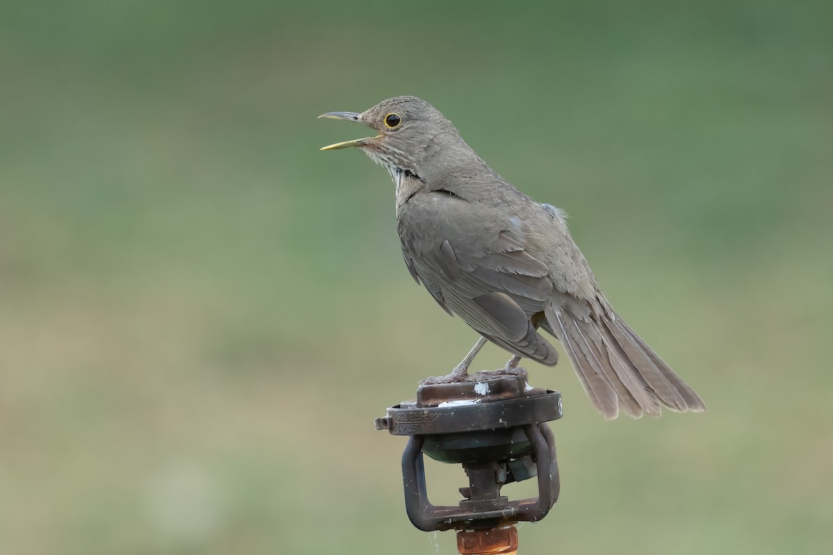 ナンベイコマツグミ - ML643603905