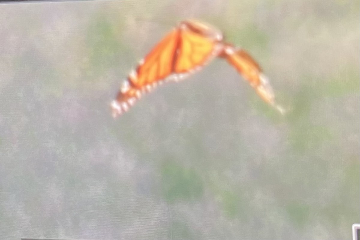 Animals - ML643603912