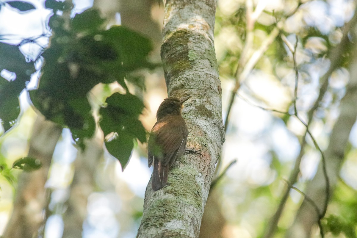 Plain-winged Woodcreeper (Plain-winged) - ML643603913