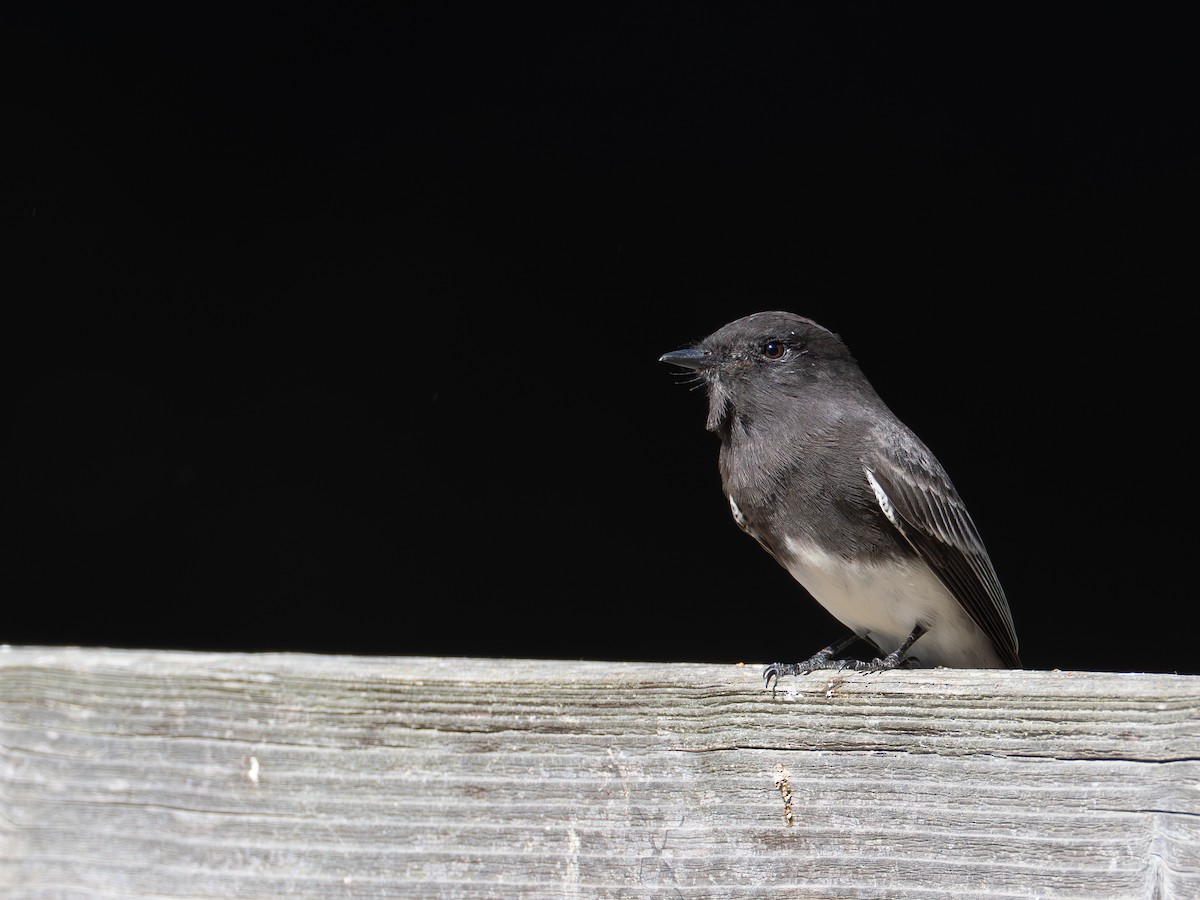 Black Phoebe - ML643603918