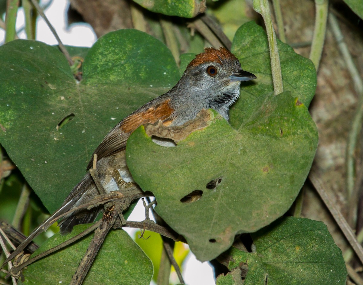 Synallaxe cendré - ML643603952