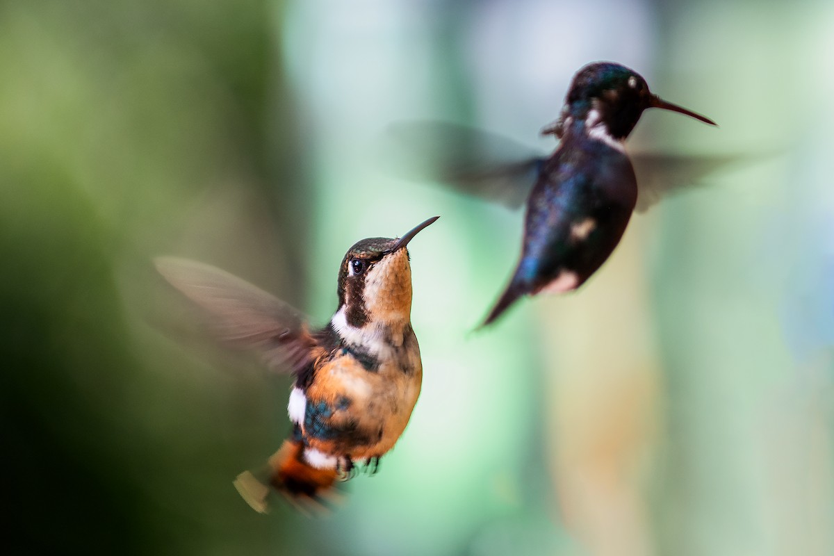 Gorgeted Woodstar - ML643603953