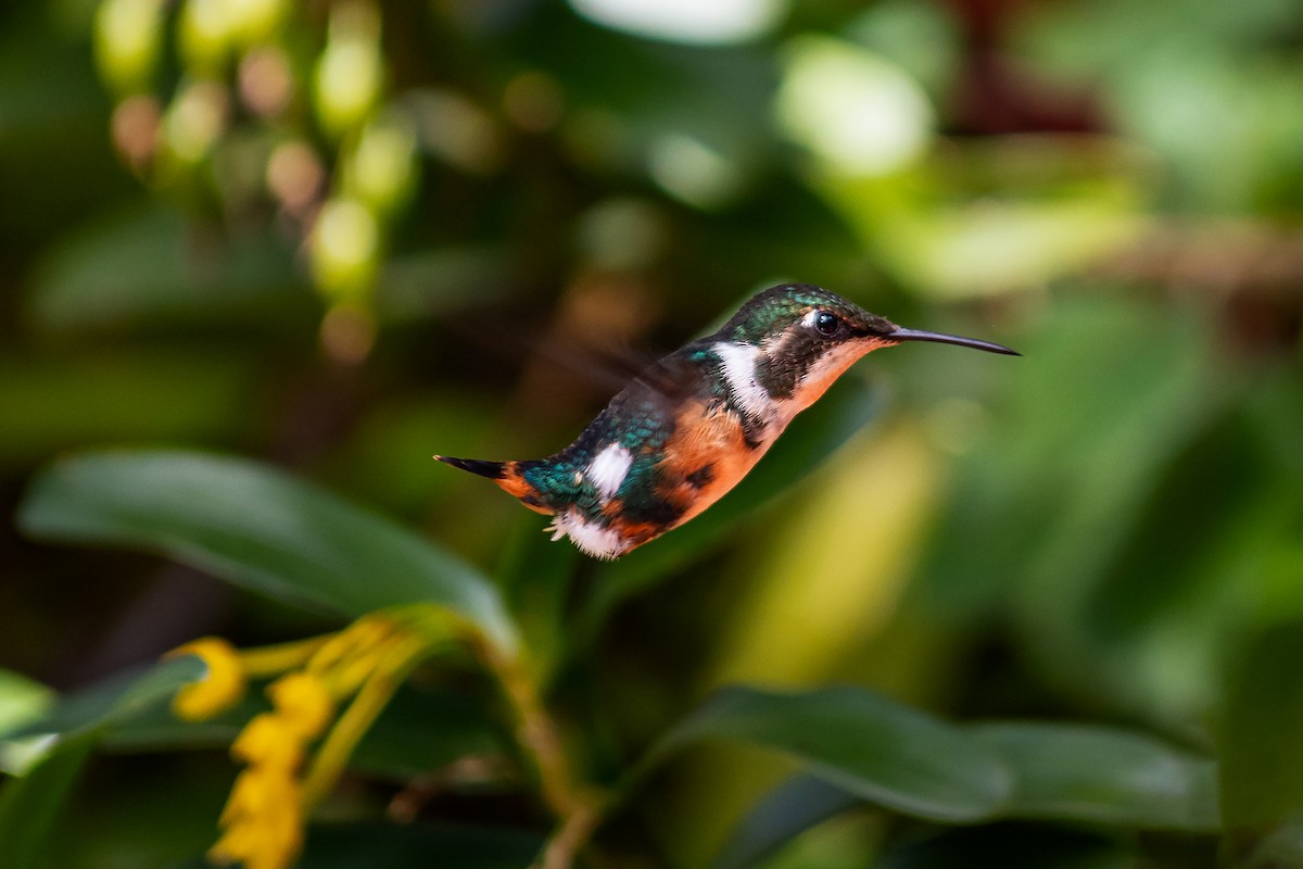 Gorgeted Woodstar - ML643603954