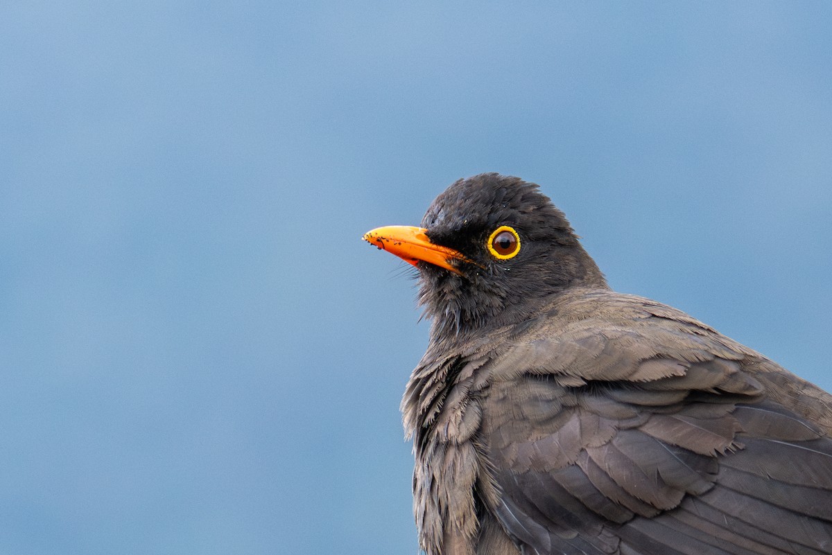 stortrost - ML643603961