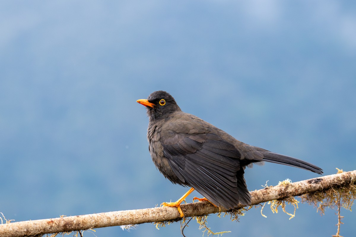 stortrost - ML643603963