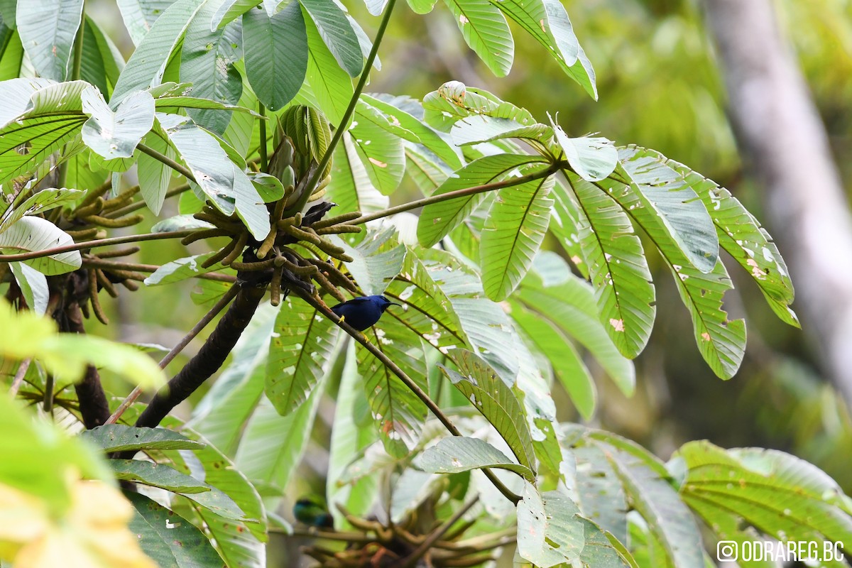 Purple Honeycreeper - ML643603979