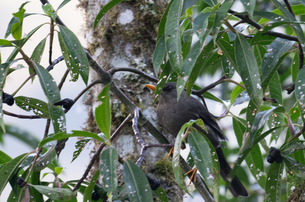 Chiguanco Thrush - ML643603999