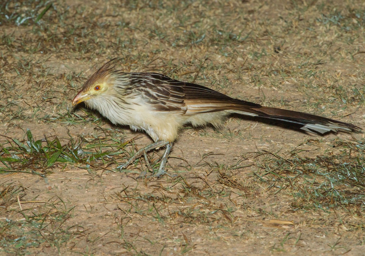 Guira Cuckoo - ML643604009