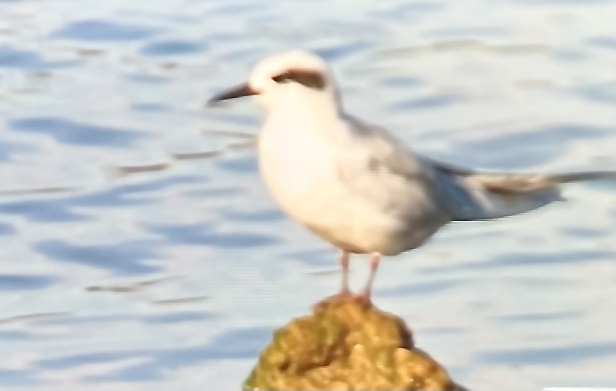 rybák severoamerický - ML643604010