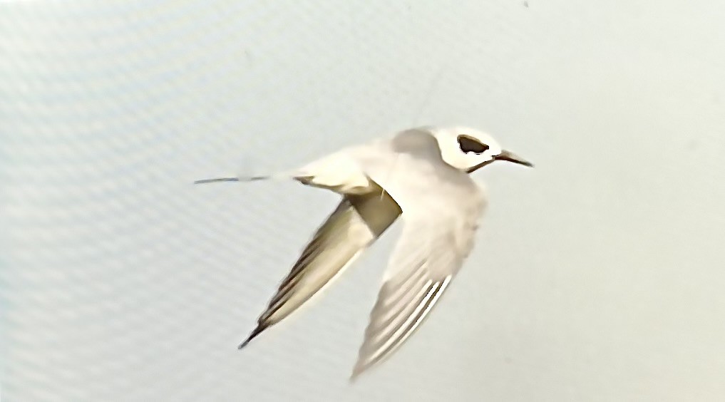 rybák severoamerický - ML643604011