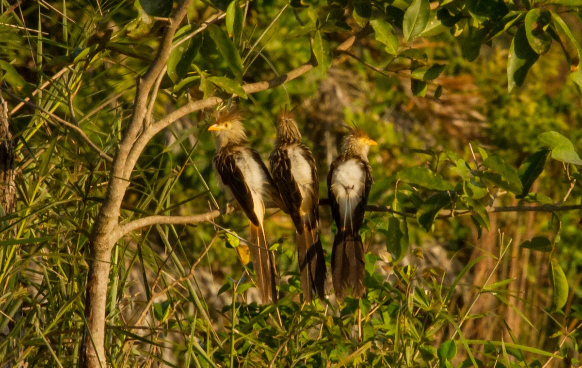 Guira Cuckoo - ML643604012