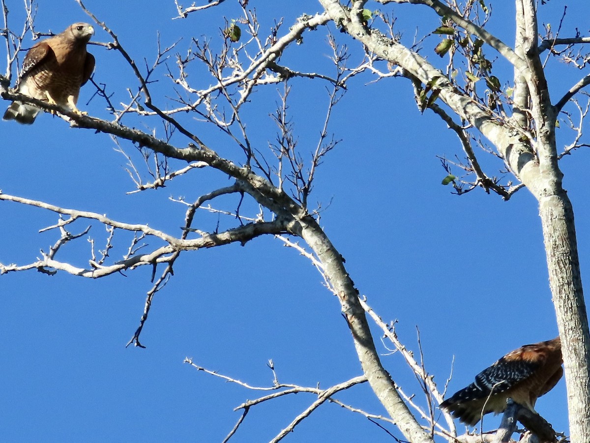 Red-shouldered Hawk - ML643604013