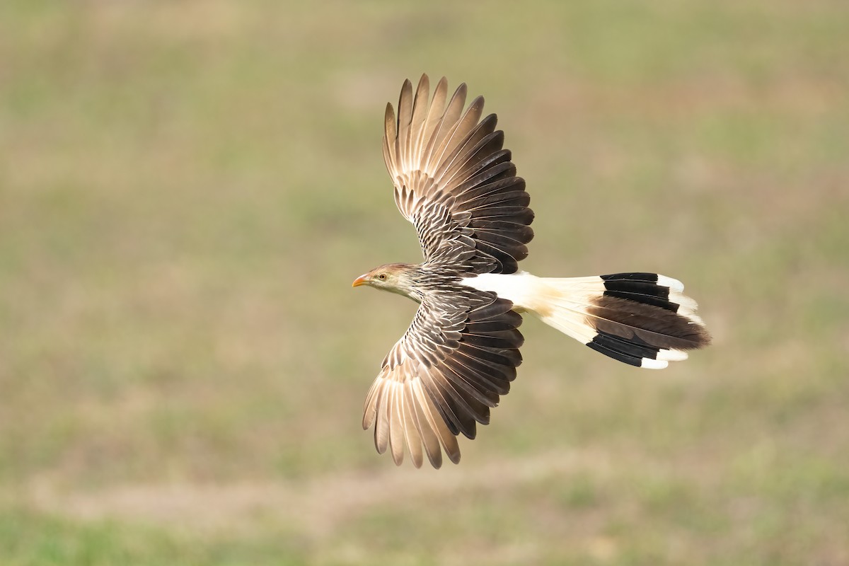 Guira Cuckoo - ML643604036