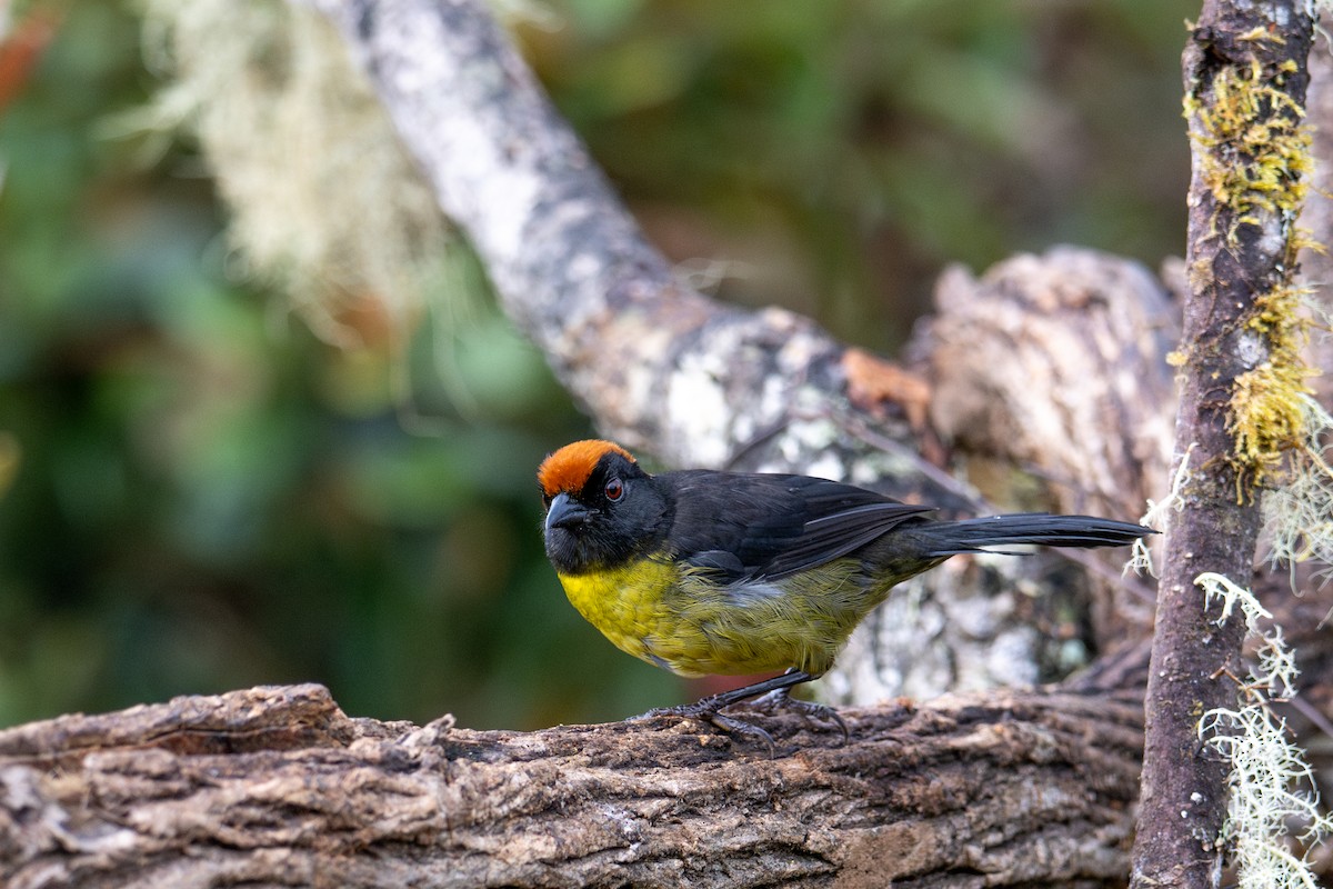 svartmaskekjerrspurv - ML643604091