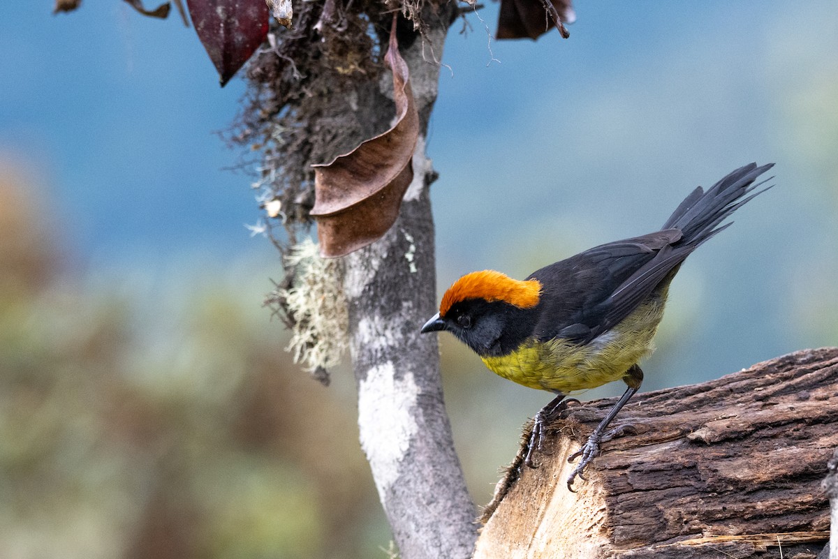 svartmaskekjerrspurv - ML643604092