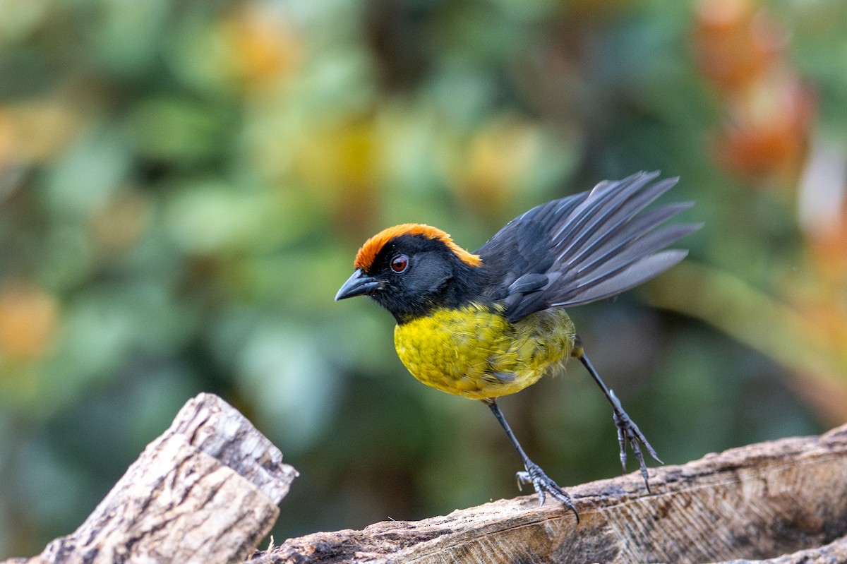 svartmaskekjerrspurv - ML643604093