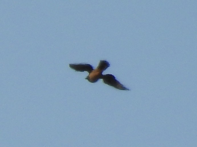 mørkmyrhauk - ML643604096