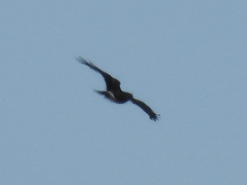 mørkmyrhauk - ML643604097