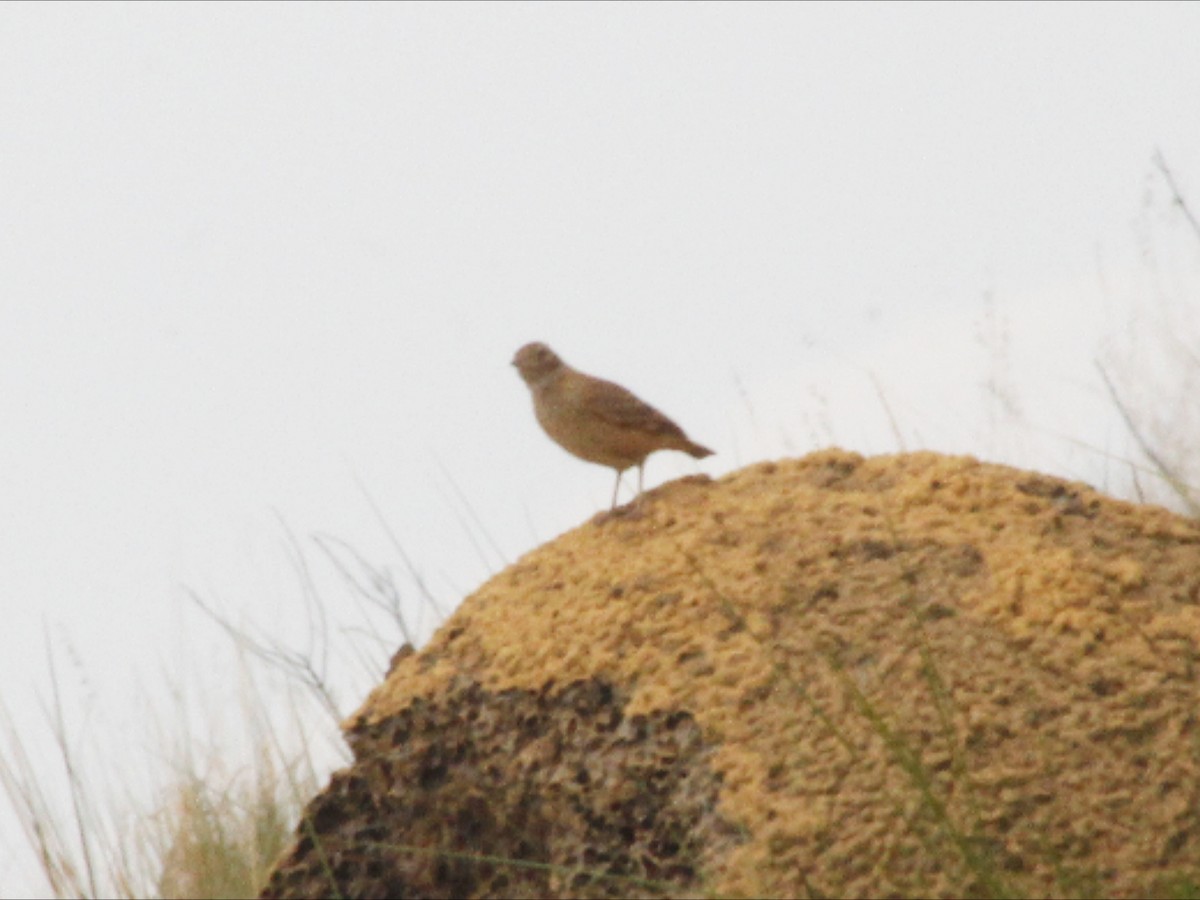 Campo Miner - ML643604156