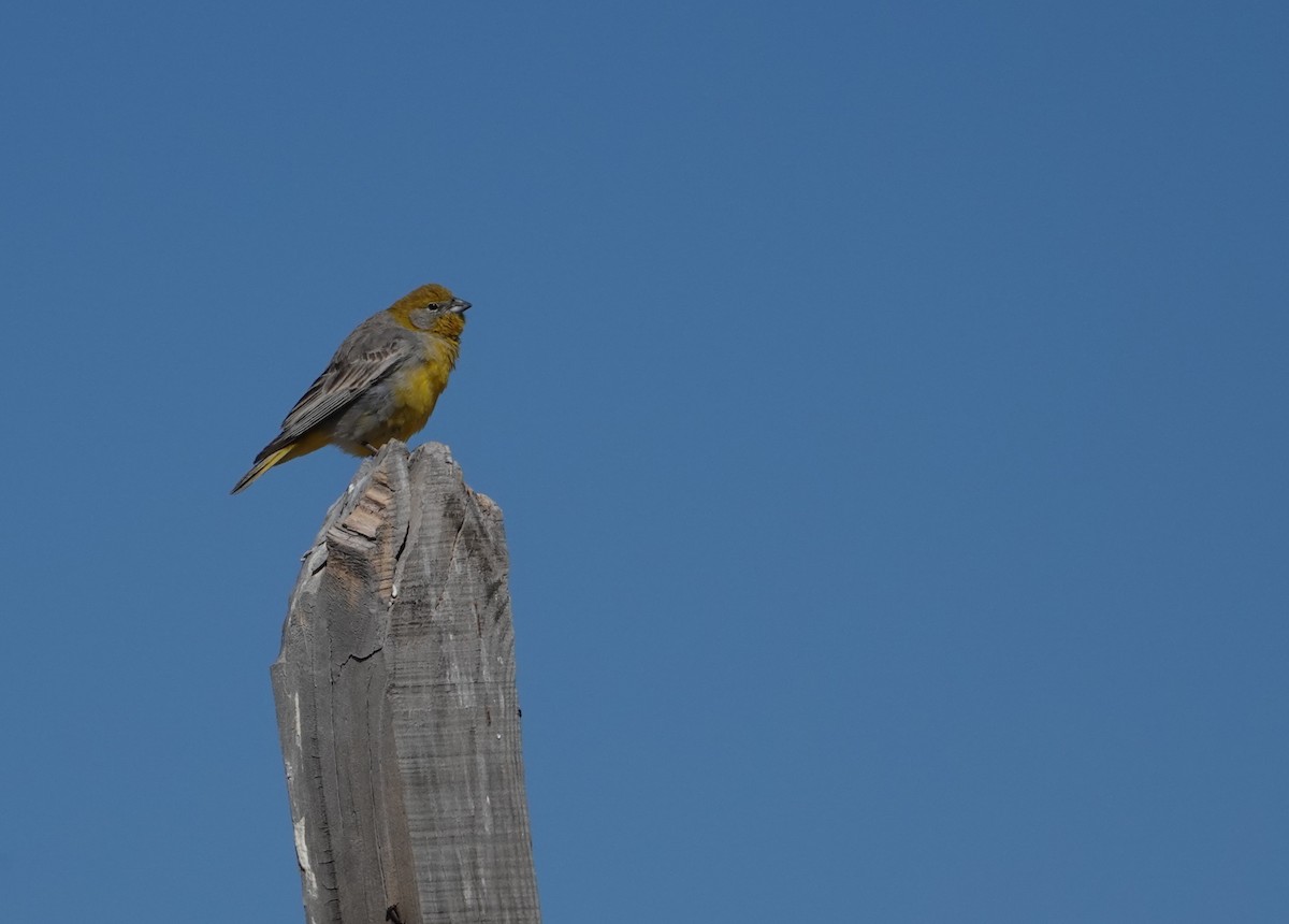 Bright-rumped Yellow-Finch - ML643604159