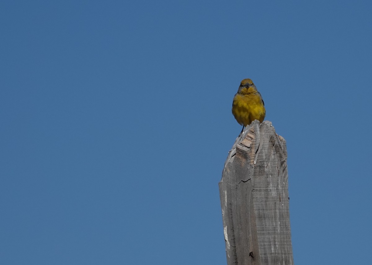Bright-rumped Yellow-Finch - ML643604160