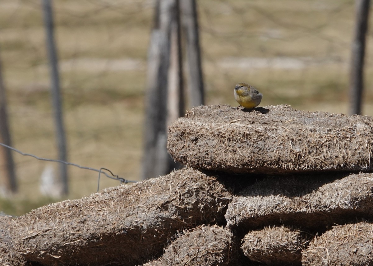 Bright-rumped Yellow-Finch - ML643604161