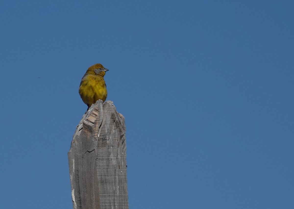Bright-rumped Yellow-Finch - ML643604162