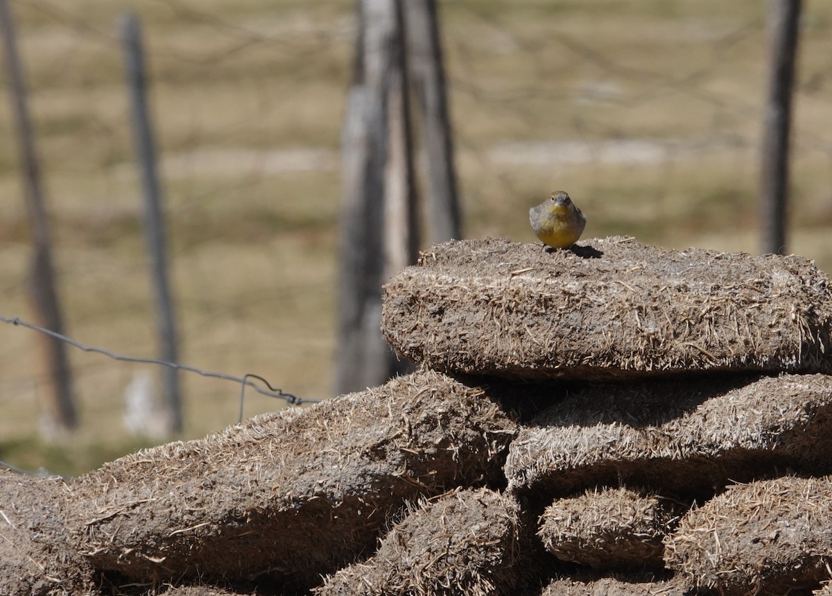 Bright-rumped Yellow-Finch - ML643604163
