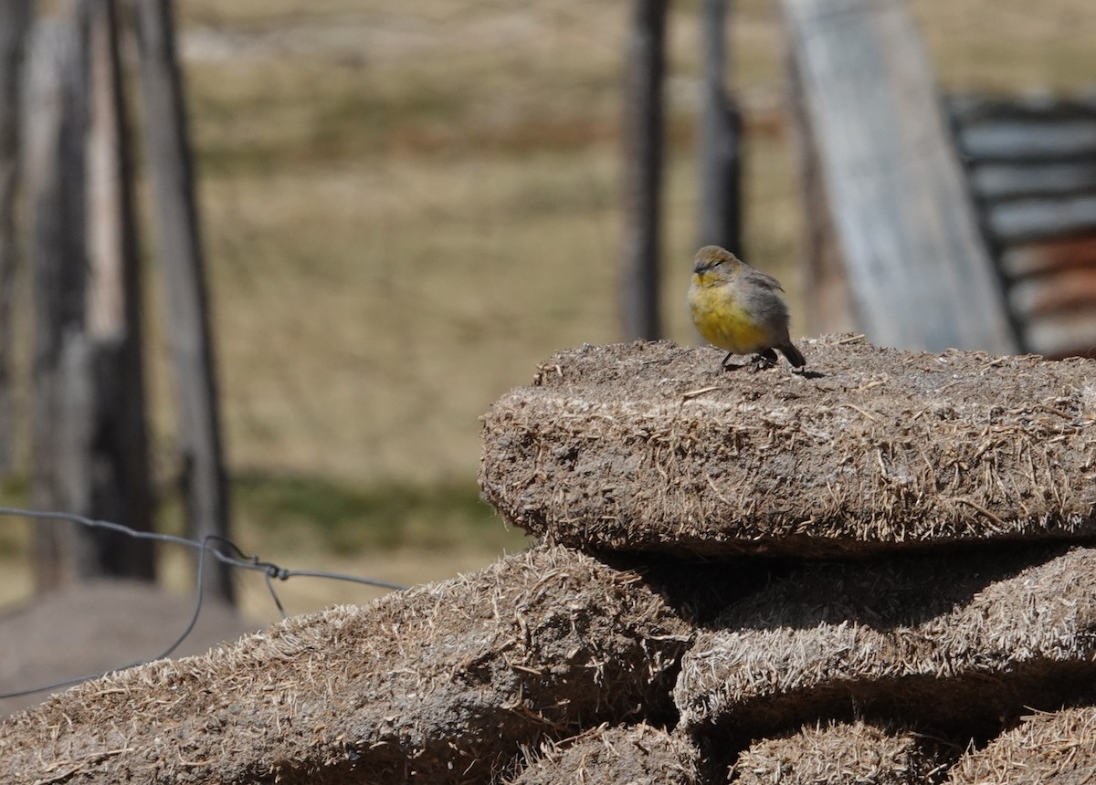 Bright-rumped Yellow-Finch - ML643604164