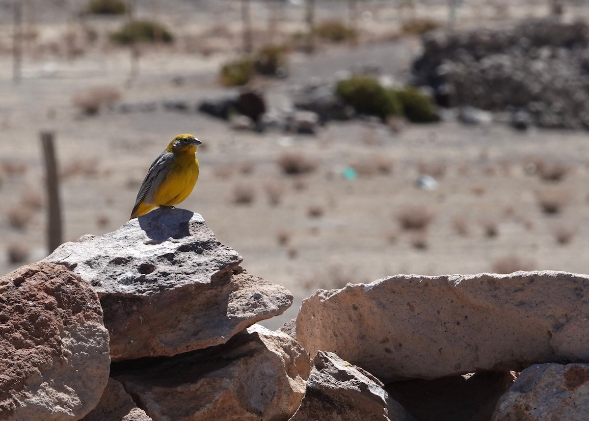 Bright-rumped Yellow-Finch - ML643604165