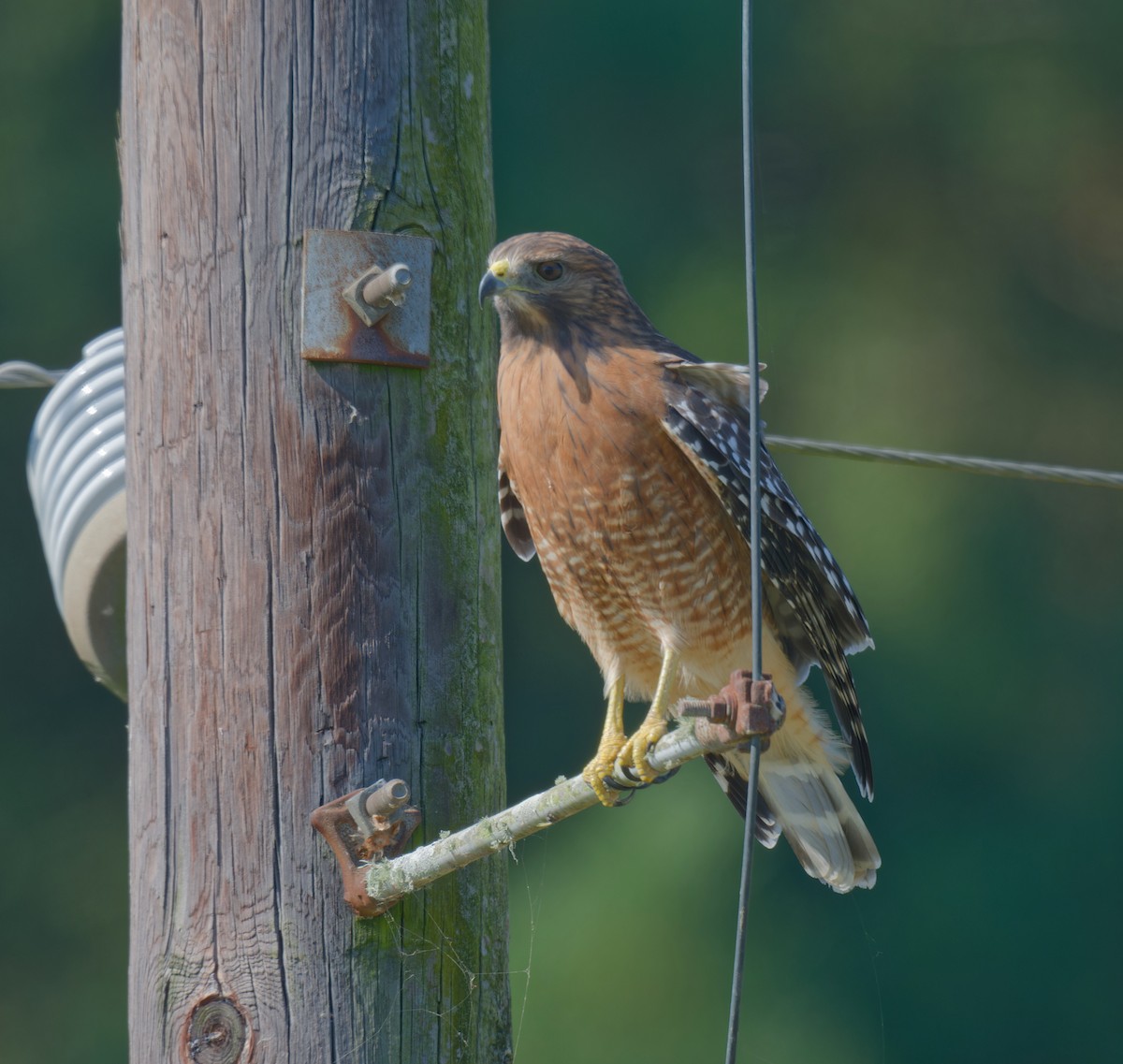 Red-shouldered Hawk - ML643604175