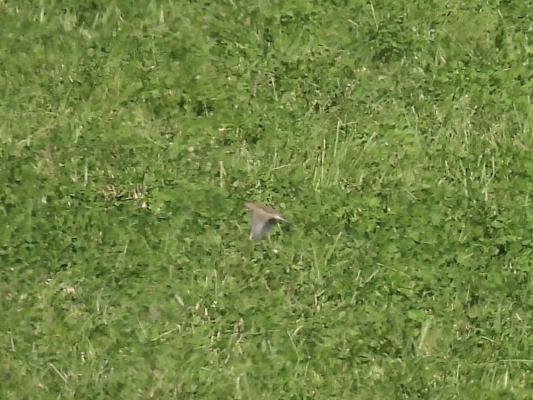 American Pipit - ML643604180