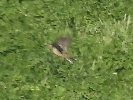 American Pipit - ML643604181