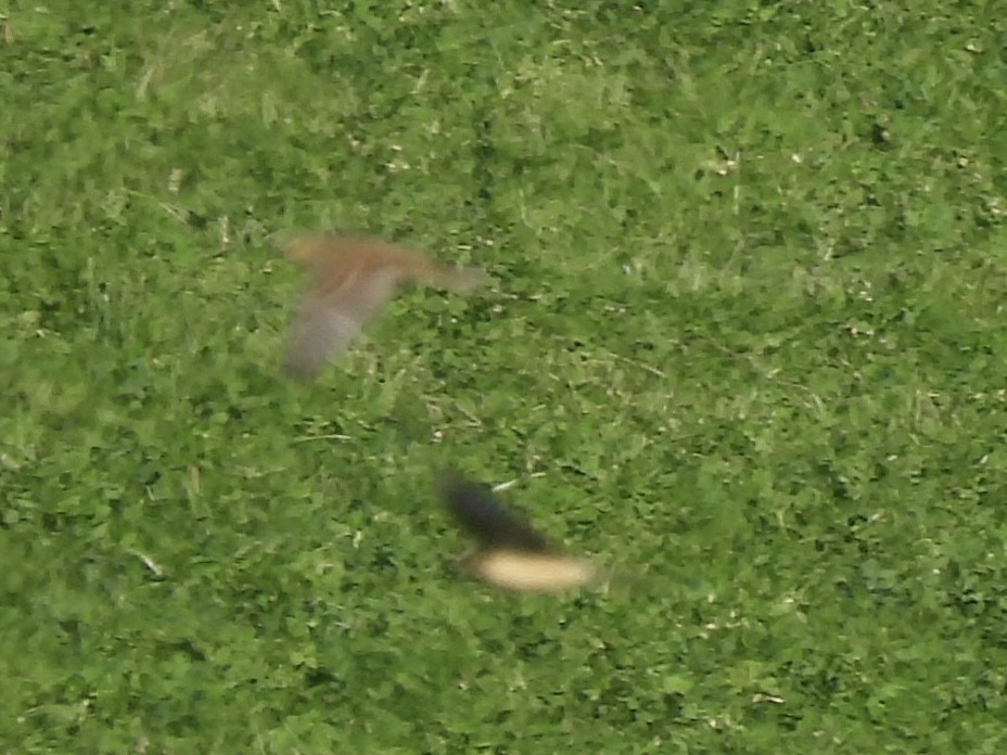 American Pipit - ML643604182