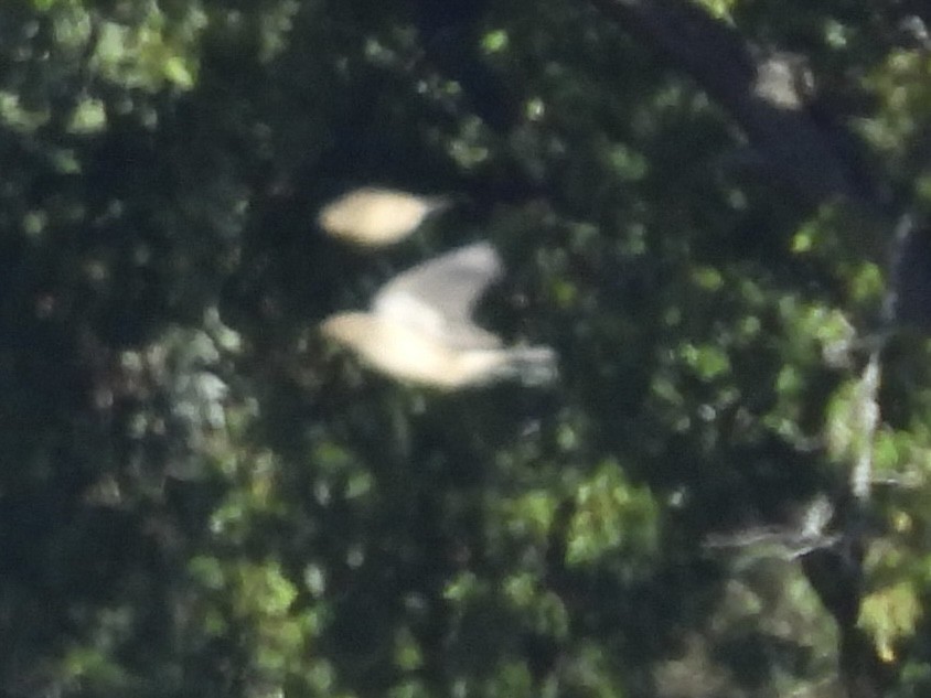 American Pipit - ML643604184