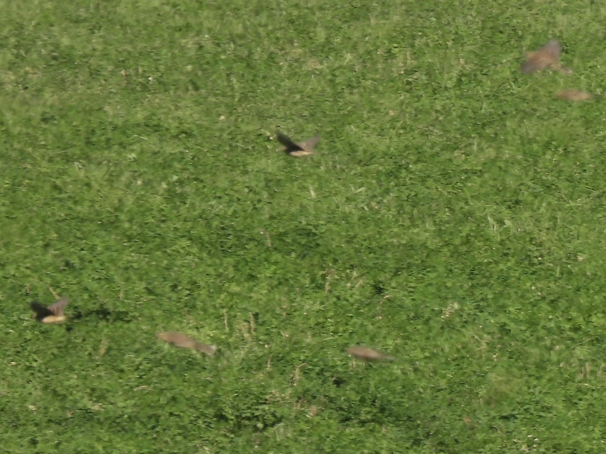 American Pipit - ML643604185