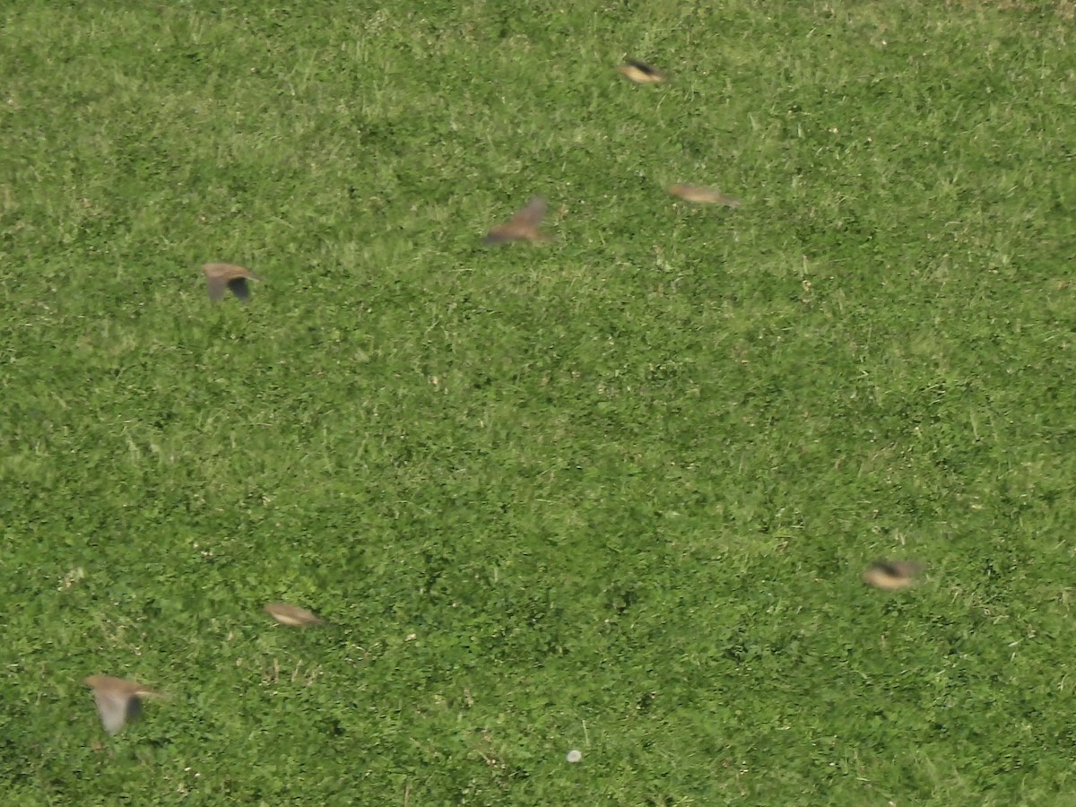 American Pipit - ML643604186