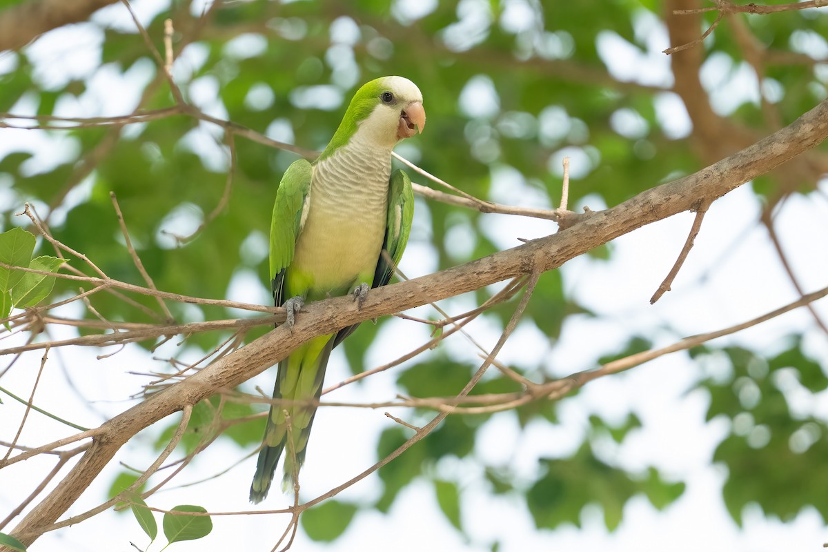Monk Parakeet - ML643604189