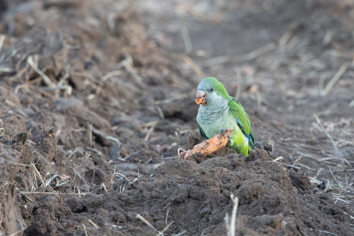 Monk Parakeet - ML643604200