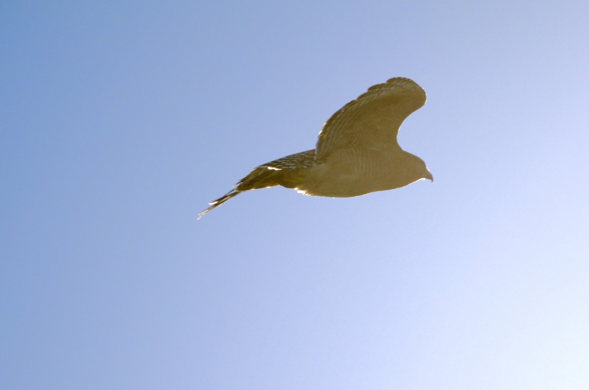 Red-shouldered Hawk - ML643604230