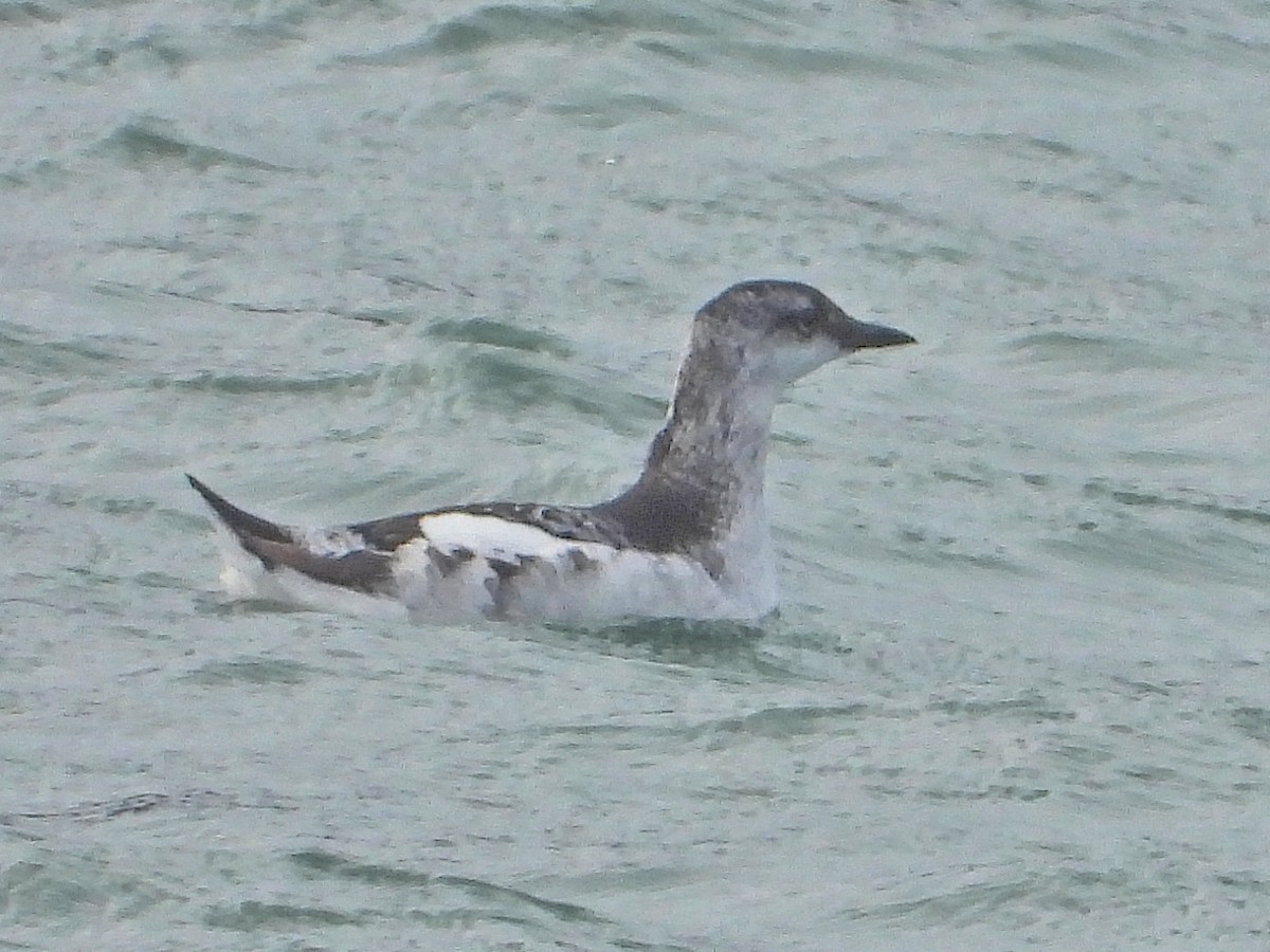 Black Guillemot - ML643604232
