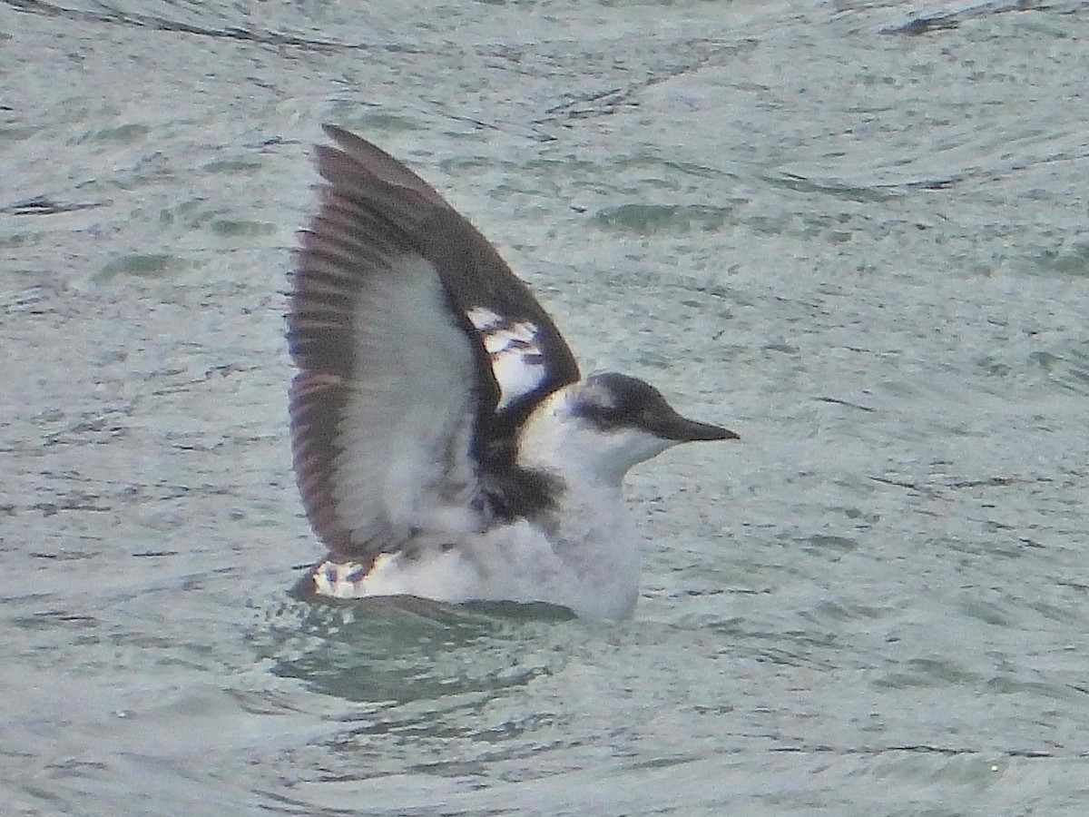 Black Guillemot - ML643604233