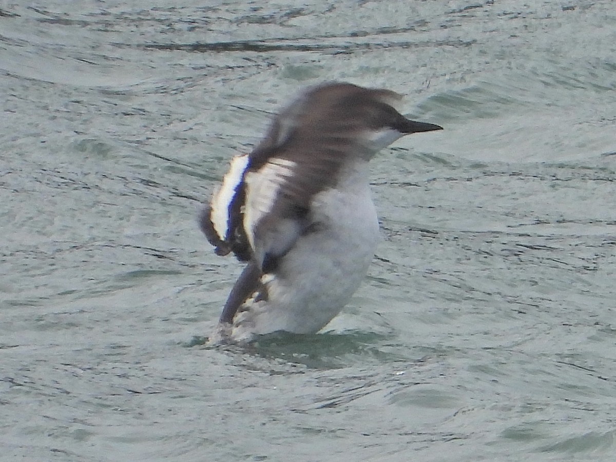 Black Guillemot - ML643604234