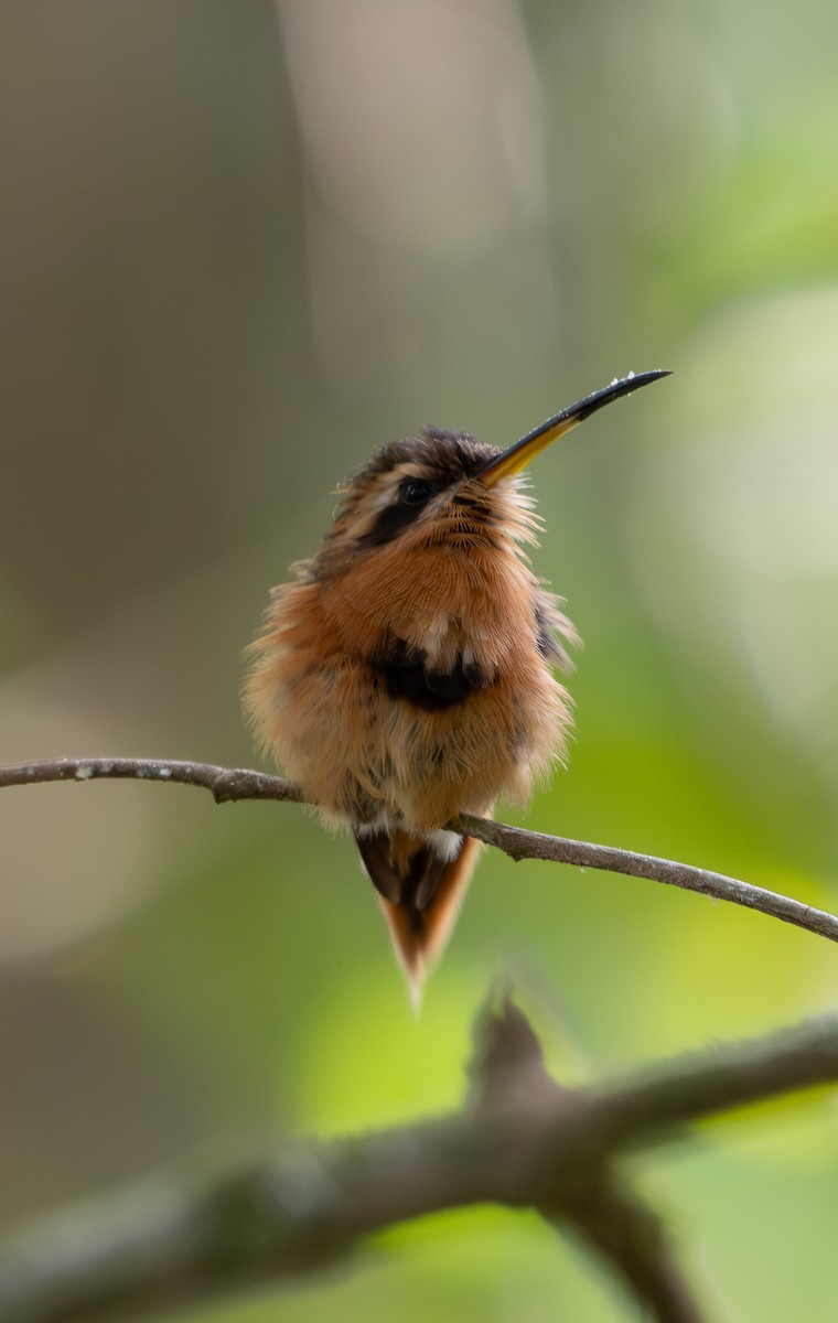 Rotschattenkolibri - ML643604235