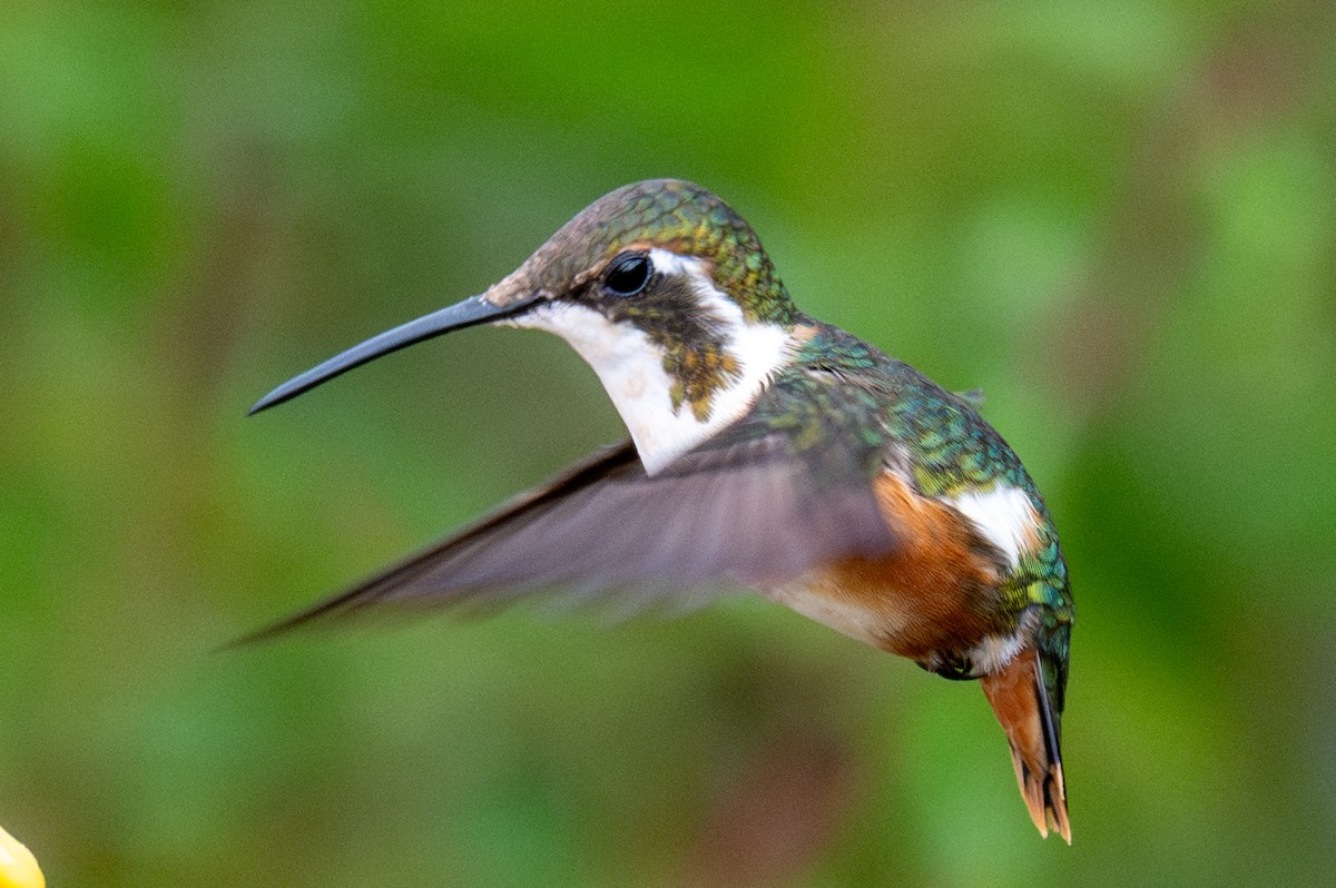 hvitbukkolibri - ML643604247