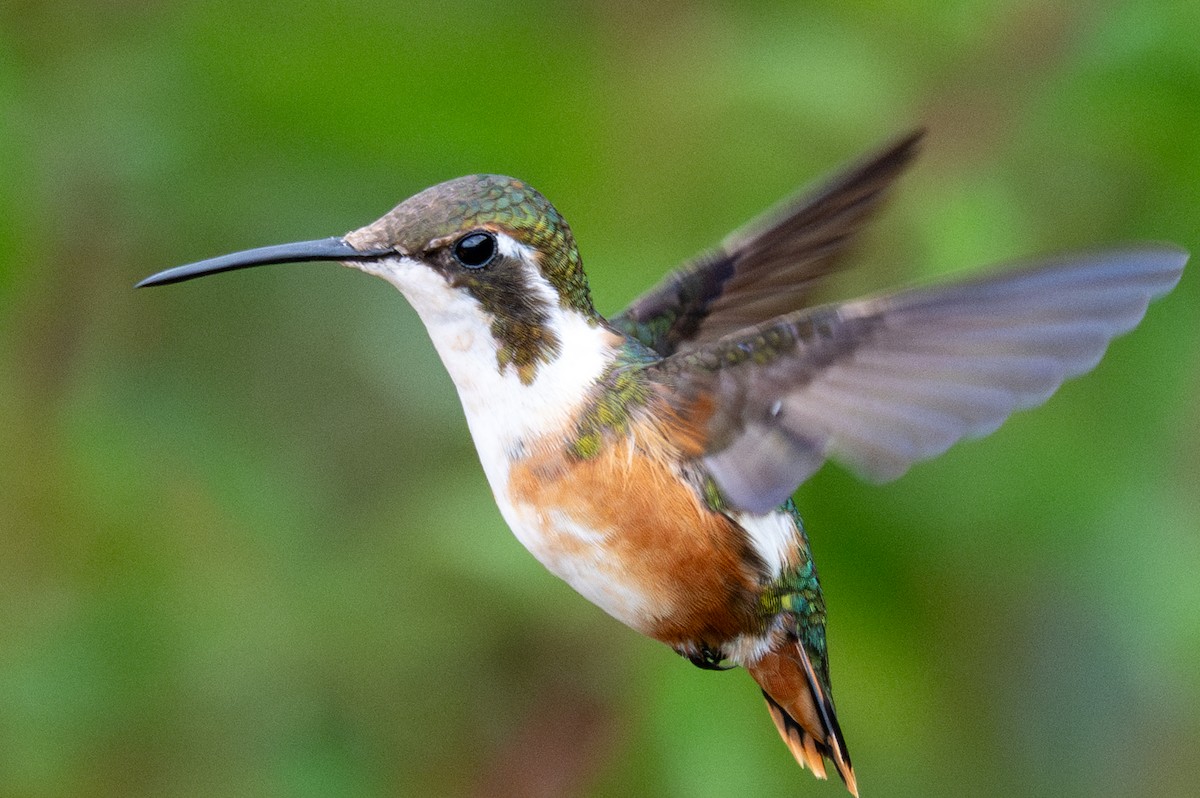 hvitbukkolibri - ML643604248