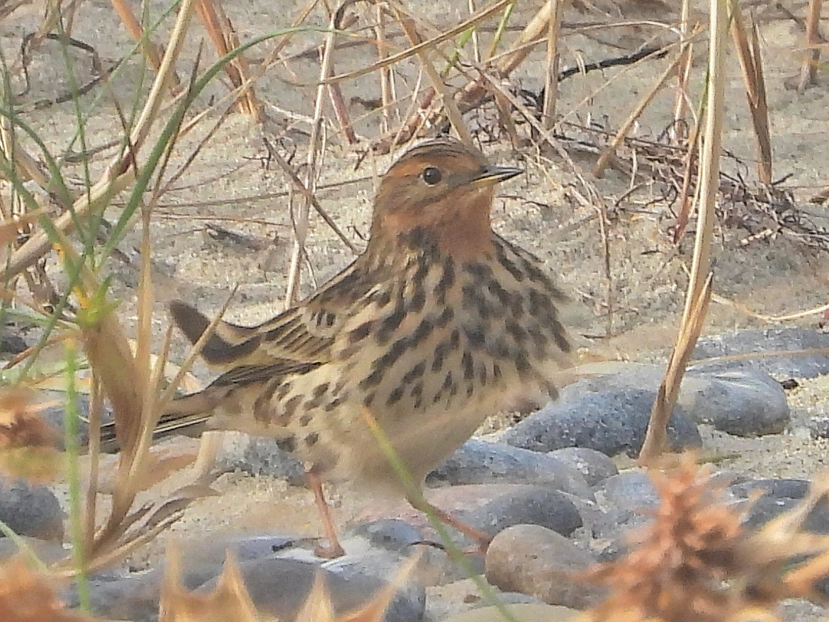 Red-throated Pipit - ML643604261