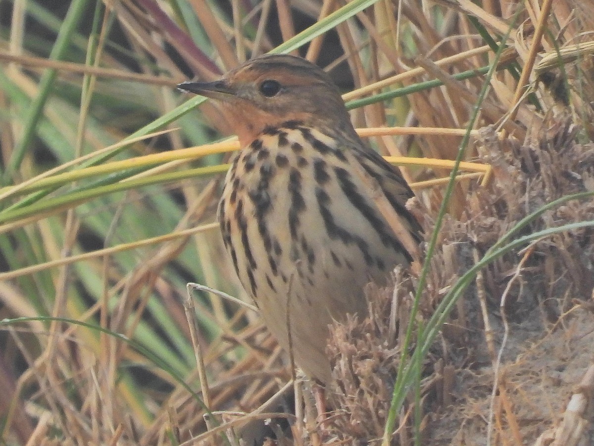 Red-throated Pipit - ML643604262